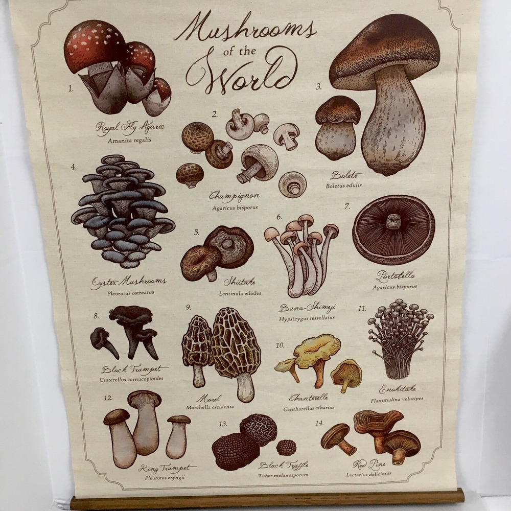 Earthbound Mushrooms Of The World Banner Fabric,Wooden Dowel Wall Hanging 21x26